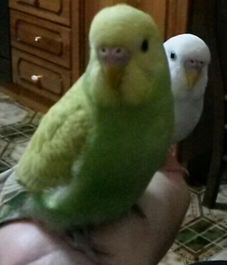 coppia coco